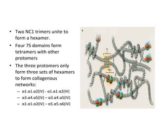 • Two NC1 trimers unite to
form a hexamer.
• Four 7S domains form
tetramers with other
protomers
• The three protomers only
form three sets of hexamers
to form collagenous
networks:
– α1.α1.α2(IV) - α1.α1.α2(IV)
– α3.α4.α5(IV) – α3.α4.α5(IV)
– α1.α1.α2(IV) – α5.α5.α6(IV)
 