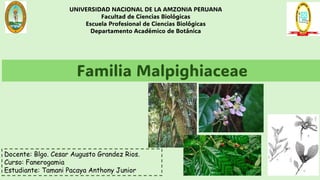 FAMILIA MALPIGHIACEAE - FAMILIA IMPORTANTE DE LAS PLANTAS | PDF