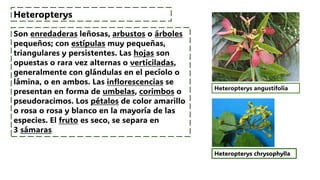 FAMILIA MALPIGHIACEAE - FAMILIA IMPORTANTE DE LAS PLANTAS | PDF