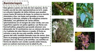 FAMILIA MALPIGHIACEAE - FAMILIA IMPORTANTE DE LAS PLANTAS | PDF