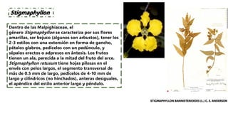 FAMILIA MALPIGHIACEAE - FAMILIA IMPORTANTE DE LAS PLANTAS | PDF