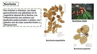 FAMILIA MALPIGHIACEAE - FAMILIA IMPORTANTE DE LAS PLANTAS | PDF