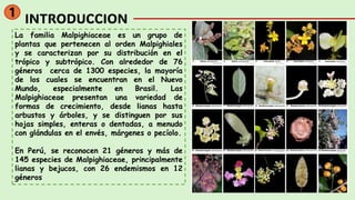 FAMILIA MALPIGHIACEAE - FAMILIA IMPORTANTE DE LAS PLANTAS | PDF