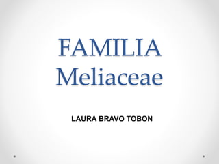 FAMILIA
Meliaceae
LAURA BRAVO TOBON
 