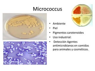 Micrococcus 

      •    Ambiente 
      •    Piel 
      •    Pigmentos carotenoides 
      •    Uso industrial: 
      •    Detección Agentes 
           antimicrobianos en comidas 
           para animales y cosméticos.
 