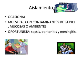 Aislamiento 
•  OCASIONAL 
•  MUESTRAS CON CONTAMINANTES DE LA PIEL 
   , MUCOSAS O AMBIENTES. 
•  OPORTUNISTA: sepsis, peritonitis y meningitis. 
   OPORTUNISTA: sepsis, peritonitis y meningitis.
 