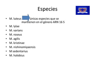 Especies 
•  M. luteus            únicas especies que se 
              mantienen en el género ARN 16 S
              mantienen en el género ARN 16 S 
•  M. lylae 
•  M. varians 
•  M. roseus 
•  M. agilis 
•  M. kristinae 
•  M. nishinomiyaensis 
•  M sedentarius 
•  M. halobius 
 