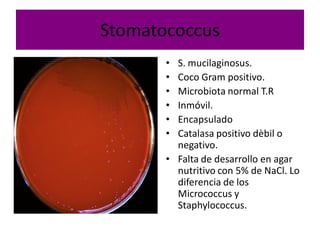 Stomatococcus 
       •  S. mucilaginosus. 
       •  Coco Gram positivo. 
       •  Microbiota normal T.R 
       •  Inmóvil. 
       •  Encapsulado 
       •  Catalasa positivo dèbil o 
          negativo. 
       •  Falta de desarrollo en agar 
          nutritivo con 5% de NaCl. Lo 
          diferencia de los 
          Micrococcus y 
          Staphylococcus.
 