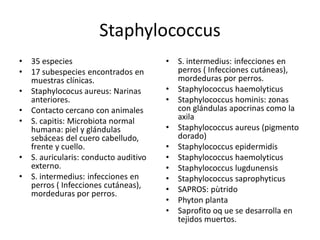 Staphylococcus 
•  35 especies                          •  S. intermedius: infecciones en 
•  17 subespecies encontrados en           perros ( Infecciones cutáneas), 
   muestras clínicas.                      mordeduras por perros. 
•  Staphylococus aureus: Narinas        •  Staphylococcus haemolyticus 
   anteriores.                          •  Staphylococcus hominis: zonas 
•  Contacto cercano con animales           con glándulas apocrinas como la 
•  S. capitis: Microbiota normal           axila 
   humana: piel y glándulas             •  Staphylococcus aureus (pigmento 
   sebáceas del cuero cabelludo,           dorado) 
   frente y cuello.                     •  Staphylococcus epidermidis 
•  S. auricularis: conducto auditivo    •  Staphylococcus haemolyticus 
   externo.                             •  Staphylococcus lugdunensis 
•  S. intermedius: infecciones en       •  Staphylococcus saprophyticus 
   perros ( Infecciones cutáneas),      •  SAPROS: pùtrido 
   mordeduras por perros. 
                                        •  Phyton planta 
                                        •  Saprofito oq ue se desarrolla en 
                                           tejidos muertos.
 