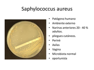 Saphylococcus aureus 
          •  Patógeno humano 
          •  Ambiente externo 
          •  Narinas anteriores 20 ‐ 40 % 
             adultos. 
          •  pliegues cutáneos. 
          •  Perinè 
          •  Axilas 
          •  Vagina 
          •  Microbiota normal 
          •  oportunista
 