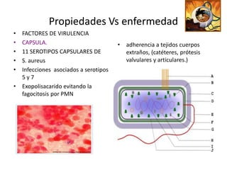 Propiedades Vs enfermedad 
•  FACTORES DE VIRULENCIA 
•  CAPSULA.                              •  adherencia a tejidos cuerpos 
•  11 SEROTIPOS CAPSULARES DE               extraños, (catéteres, prótesis 
•  S. aureus                                valvulares y articulares.)
•  Infecciones  asociados a serotipos 
   5 y 7 
•  Exopolisacarido evitando la 
   fagocitosis por PMN 
 