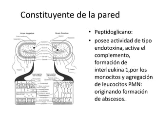 Constituyente de la pared 
                 •  Peptidoglicano: 
                 •  posee actividad de tipo 
                    endotoxina, activa el 
                    complemento, 
                    formación de 
                    interleukina 1,por los 
                    monocitos y agregación 
                    de leucocitos PMN: 
                    originando formación 
                    de abscesos.
 