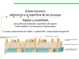 Ácidos teicoicos: 
        adherencia a la superficie de las mucosas. 
                       Rigidez y estabilidad. 
                       Rigidez y estabilidad 
             Son polímeros fosfatados  específicos de especie. 
              Unión lipofilica a la membrana citoplasmática. 

S. aureus acido teicoico de ribitol  S. epidermidis  acido teicoico de glicerol
 