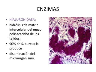 ENZIMAS
                     ENZIMAS 
•  HIALURONIDASA: 
•  hidrólisis de matriz 
   intercelular del muco 
   polisacáridos de los 
   tejidos. 
•  90% de S. aureus la 
   produce 
•  diseminación del 
   microorganismo. 
 