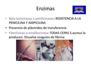 Enzimas 
•  Beta lactamasas o penilicinasas 
                       penilicinasas: RESISTENCIA A LA 
   PENICILINA Y AMPICILINA 
•  Presencia de plásmidos de transferencia 
•  Fibrolisinas o estafilocinasa 
                  estafilocinasa: TODAS CEPAS S.aureus la 
   producen. Disuelve coagulos de fibrina
                         coagulos
 