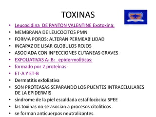 TOXINAS 
•  Leucocidina  DE PANTON VALENTINE Exotoxina: 
•  MEMBRANA DE LEUCOCITOS PMN 
•  FORMA POROS: ALTERAN PERMEABILIDAD 
•  INCAPAZ DE LISAR GLOBULOS ROJOS 
•  ASOCIADA CON INFECCIONES CUTANEAS GRAVES 
•  EXFOLIATIVAS A‐ B:   epidermolìticas: 
•  formado por 2 proteínas: 
•  ET‐A Y ET‐B 
•  Dermatitis exfoliativa 
•  SON PROTEASAS SEPARANDO LOS PUENTES INTRACELULARES 
   DE LA EPIDERMIS 
•  síndrome de la piel escaldada estafilocòcica SPEE 
•  las toxinas no se asocian a procesos citoliticos 
•  se forman anticuerpos neutralizantes. 
   se forman anticuerpos neutralizantes.
 