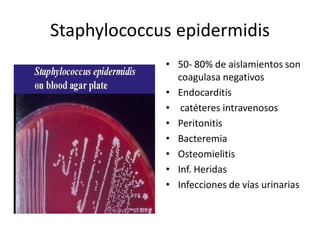 Staphylococcus epidermidis 
             •  50‐ 80% de aislamientos son 
                coagulasa negativos 
             •  Endocarditis 
             •  catéteres intravenosos 
             •  Peritonitis 
             •  Bacteremia 
             •  Osteomielitis 
             •  Inf. Heridas 
             •  Infecciones de vías urinarias
 