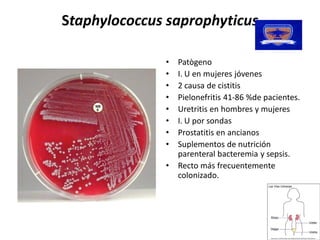 Staphylococcus 
 taphylococcus saprophyticus 

               •  Patògeno 
               •  I. U en mujeres jóvenes 
               •  2 causa de cistitis 
               •  Pielonefritis 41‐86 %de pacientes. 
               •  Uretritis en hombres y mujeres 
               •  I. U por sondas 
               •  Prostatitis en ancianos 
               •  Suplementos de nutrición 
                  parenteral bacteremia y sepsis. 
               •  Recto más frecuentemente 
                  colonizado.
 