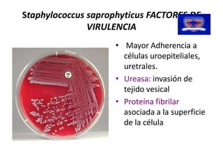 Staphylococcus saprophyticus 
               saprophyticus FACTORES DE 
               VIRULENCIA 
                     •  Mayor Adherencia a 
                        células uroepiteliales, 
                        uretrales. 
                     •  Ureasa: invasión de 
                        tejido vesical 
                     •  Proteína fibrilar 
                        asociada a la superficie 
                        de la célula
 