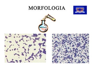 MORFOLOGIA
MORFOLOGIA 
 