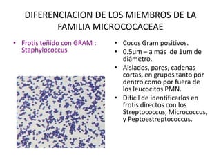 DIFERENCIACION DE LOS MIEMBROS DE LA 
          FAMILIA MICROCOCACEAE 
•  Frotis teñido con GRAM :    •  Cocos Gram positivos. 
   Staphylococcus              •  0.5um – a más  de 1um de 
                                  diámetro. 
                               •  Aislados, pares, cadenas 
                                  cortas, en grupos tanto por 
                                  dentro como por fuera de 
                                  los leucocitos PMN. 
                               •  Difícil de identificarlos en 
                                  frotis directos con los 
                                  Streptococcus, Micrococcus, 
                                  y Peptoestreptococcus.
 