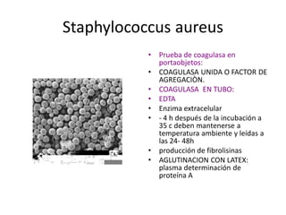 Staphylococcus aureus 
           •  Prueba de coagulasa en 
              portaobjetos: 
           •  COAGULASA UNIDA O FACTOR DE 
              AGREGACIÒN. 
           •  COAGULASA  EN TUBO: 
           •  EDTA 
           •  Enzima extracelular 
           •  ‐ 4 h después de la incubación a 
              35 c deben mantenerse a 
              temperatura ambiente y leídas a 
              las 24‐ 48h 
           •  producción de fibrolisinas 
           •  AGLUTINACION CON LATEX: 
              plasma determinación de 
              proteína A
 