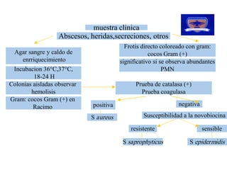 muestra clinica 
                   Abscesos, heridas,secreciones, otros 
                                            Frotis directo coloreado con gram: 
  Agar sangre y caldo de                              cocos Gram (+) 
    enrriquecimiento                      significativo si se observa abundantes 
 Incubacion 36°C,37°C,                                      PMN 
         18­24 H 
Colonias aisladas observar                      Prueba de catalasa (+) 
        hemolisis                                 Prueba coagulasa 
Gram: cocos Gram (+) en 
         Racimo               positiva                           negativa 

                              S aureus             Susceptibilidad a la novobiocina 

                                              resistente                     sensible 

                                           S saprophyticus            S epidermidis
 