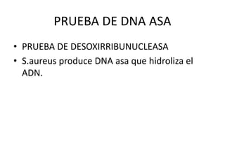 PRUEBA DE DNA ASA 
•  PRUEBA DE DESOXIRRIBUNUCLEASA 
•  S.aureus produce DNA asa que hidroliza el 
   S.aureus produce DNA asa que hidroliza el
   ADN. 
 