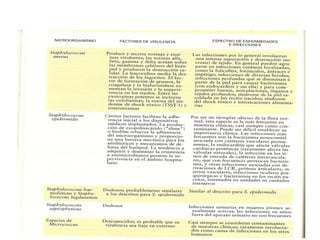 Familia Micrococaceae