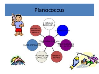 Planococcus 
                       MÒVILES 
                     FLAGELOS 1­ 3 
                     FLAGELOS 1 

       PIGMENTO 
       AMARILLO                   ASACAROLITICOS 
        NARANJA 




               COCOS GRAM POSITIVOS
               COCOS GRAM POSITIVOS 
                                       HALOTOLERANTES 
PARES O TÈTRADASS 
                                      ­1% a + de 15% NaCl 




           FRUTOS DE MAR       AMBIENTE 
            CONGELADOS          MARINO 
 