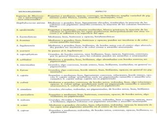 Familia Micrococaceae