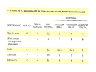 Familia Micrococaceae
