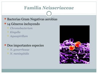 Familia Neisseriaceae

 Bacterias Gram Negativas aerobias
 14 Géneros incluyendo
    Chromobacterium
    Kingella
    Aquaspirillum


 Dos importantes especies
    N. gonorrhoeae
    N. meningitidis
 
