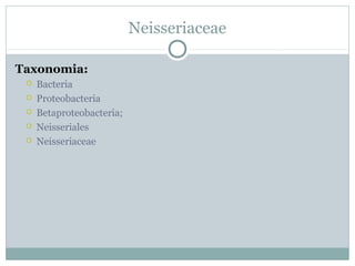 Familia neisseriaceae PPT