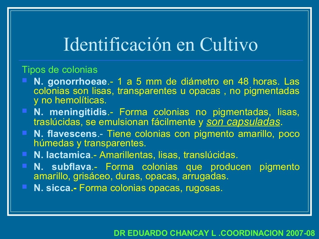 Familia neisseriaceae ok2007