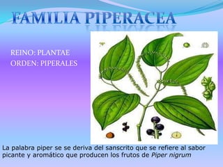 FAMILIA PIPERACEA REINO: PLANTAE ORDEN: PIPERALES La palabra piper se se deriva del sanscrito que se refiere al sabor picante y aromático que producen los frutos de Piper nigrum 