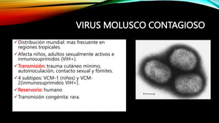 VIRUS MOLUSCO CONTAGIOSO
Distribución mundial: mas frecuente en
regiones tropicales.
Afecta niños, adultos sexualmente activos e
inmunosuprimidos (VIH+).
Transmisión: trauma cutáneo mínimo,
autoinoculación, contacto sexual y fómites.
4 subtipos: VCM-1 (niños) y VCM-
2(inmunosuprimidos VIH+).
Reservorio: humano
Transmisión congénita: rara.
 