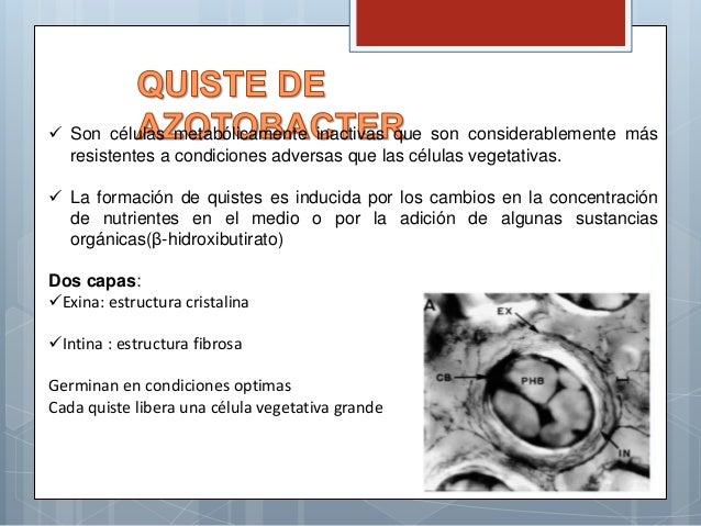 Familia Pseudomonadaceae - Genero Pseudomonas y Genero Azotobacter