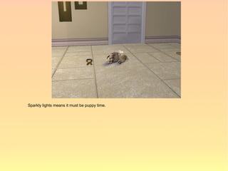 Sparkly lights means it must be puppy time.
 