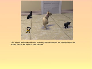 Two puppies with black base coats. Checking their personalities and finding that both are
equally horrible, we decide to keep the male.
 