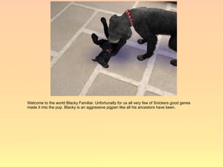 Welcome to the world Blacky Familiar. Unfortunatly for us all very few of Snickers good genes
made it into the pup. Blacky is an aggressive pigpen like all his ancestors have been.
 