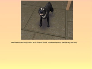 At least this devil dog doesn't try to hide his horns. Blacky turns into a pretty scary little dog.
 