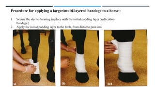 Familiarization with antiseptic dressing techniques and bandaging