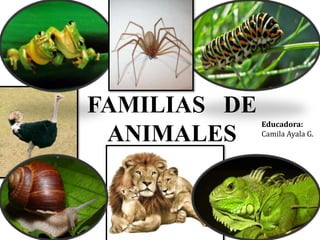 FAMILIAS DE 
ANIMALES 
Educadora: 
Camila Ayala G. 
 