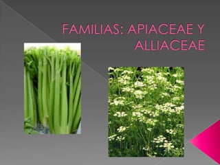 FAMILIAS: APIACEAE Y ALLIACEAE 