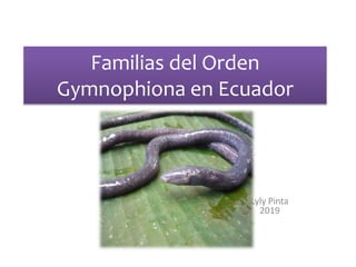 Familias del Orden
Gymnophiona en Ecuador
Lyly Pinta
2019
 