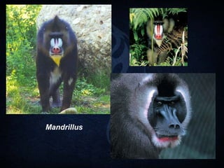 Familias de primates