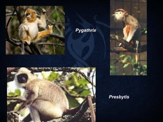 Familias de primates