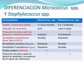 DIFERENCIACION Micrococcus spp.
 Y Staphylococcus spp.
Características                        Micrococcus spp    Staphylococcus spp

Tamaño y forma de la colonia           1-1,8 µm convexa   0,5 -1,5 elevada
Velocidad de crecimiento               lento              Lento a rápido
Produccion de acido a partir de                    -                 +
glucosa en ambiente anaerobio          oxidación          Fermentación
Sensibilidad a la Bacitracina          Sensible           Resistente
(disco Taxo A 0,04 U)
Sensibilidad Lisostafina (200 µg/mL)   Resistente         Sensible
Sensibilidad Furazolidona(100 µg/mL)   Resistente         Sensible
Prueba oxidasa modificada                         +                    -
Produccion de acido a partir de                    -                   +
glicerol en aerobiosis, en presencia
de 0,4 µg/mL de eritromicina
 