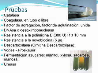 Pruebas
 Catalasa
 Coagulasa, en tubo o libre
 Factor de agregación, factor de aglutinación, unida
 DNAsa o desoxirribonucleasa
 Resistencia a la polimixina B (300 U) R ≤ 10 mm
 Resistencia a la novobiocina (5 µg
 Descarboxilasa (Ornitina Descarboxilasa)
 Voges - Proskauer
 Fermentacion azucares: manitol, xylosa, sacarosa,
  manosa,
 Ureasa
 